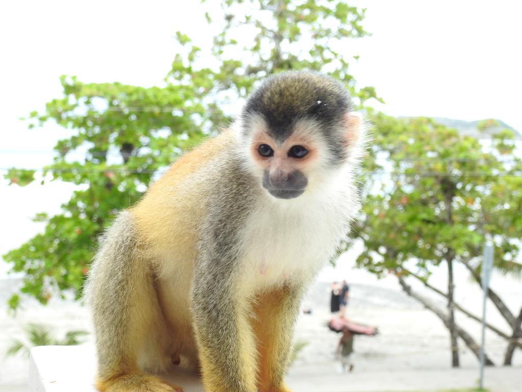 The Elephant Castle Beach Front Penthouse Manuel Antonio Exteriör bild